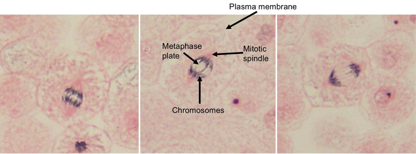<p>what phase is this ?</p>
