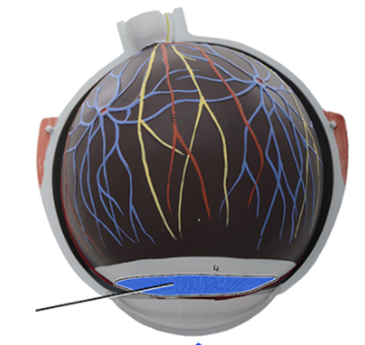 <p>Which structure is highlighted and indicated by the leader line?</p><p>a. Cornea</p><p>b. Ciliary body</p><p>c. Sclera</p><p>d. Choroid</p><p>e. Iris</p>