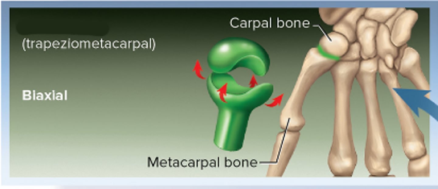 <p>Biaxial(2)</p>