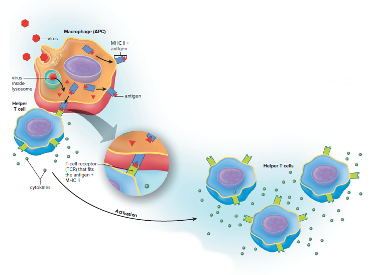 Activation of a T cell.