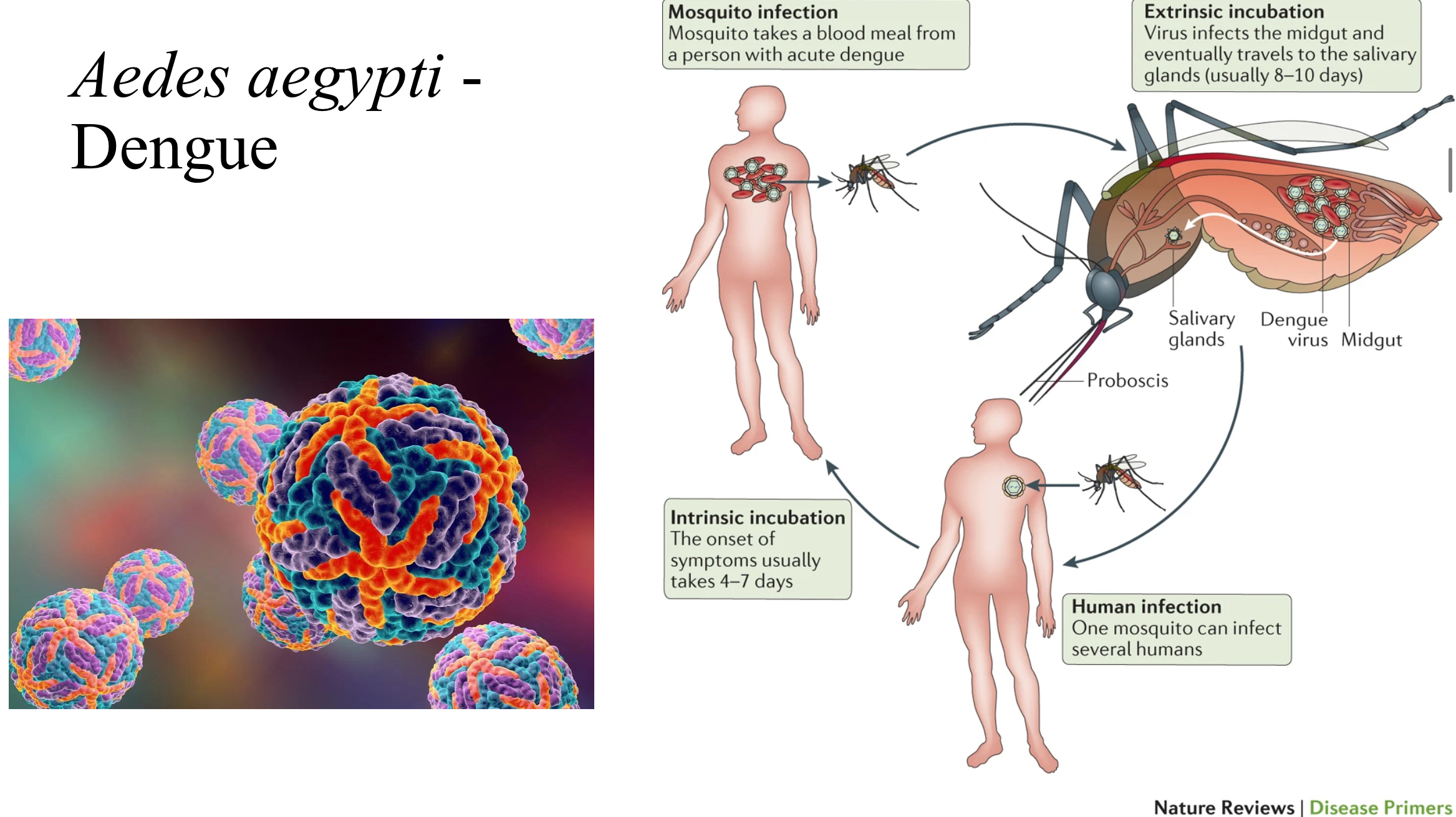 <ul><li><p>extrinsic incubation - virus infects the midgut of <em>Aedes</em>, eventually travelling to the salivary glands (8-10 days)</p></li><li><p>human infection - one mosquito infects several humans</p></li><li><p>intrinsic incubation - the onset of symptoms usually takes 4-7 days</p></li><li><p>mosquito infection - mosquito takes a blood meal from a person with acute dengue</p></li></ul><p></p>