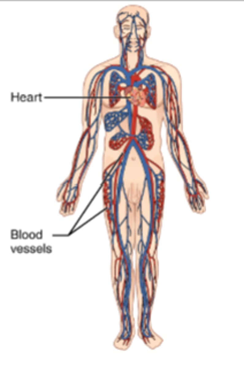 <p>moves blood around body to deliver o2 cells for respiration</p>