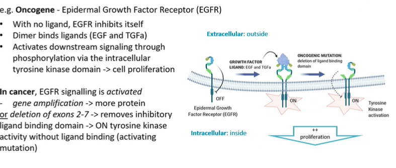 <p>due to deletion tyrosine kinase always dimerised which leads to phosphorylation which leads to constant proliferation</p>