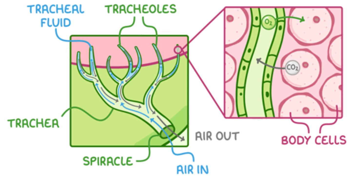 <p>● Gases move in and out of the tracheae through the spiracles.</p><p>● A diffusion gradient allows oxygen to diffuse into the body tissue while waste CO2 diffuses out.</p><p>● Contraction of muscles in the tracheae allows mass movement of air in and out.</p>