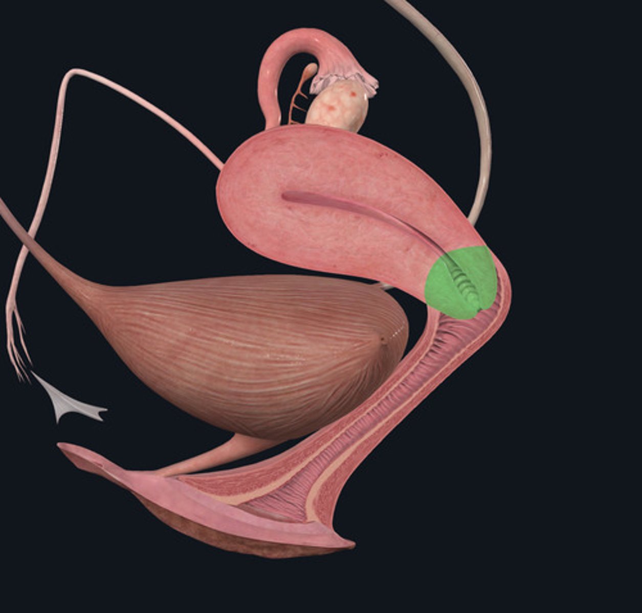 <p>ID Structure Highlighted Green</p>