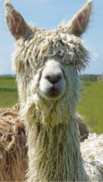 <p>What is this alpaca?</p>
