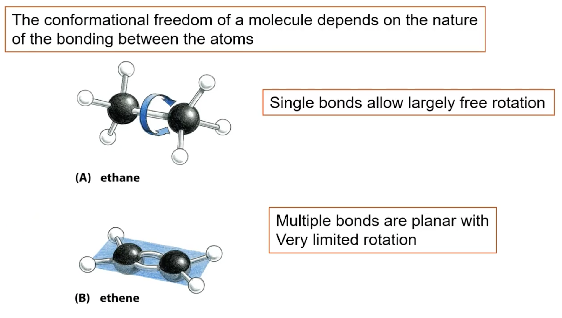 <ul><li><p>single bonds allow free rotation</p></li><li><p>multiple bonds are planar with very limited movement</p></li></ul><p></p>