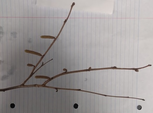 <p>imbricate rounded small &lt;1/4” long buds, twigs long stalked with glandular hairs, somewhat zig-zag branch, nut-like fruit on trig</p>