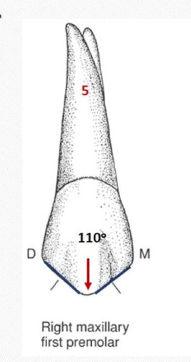 <p>Buccal cusp is relatively long & sharp</p>