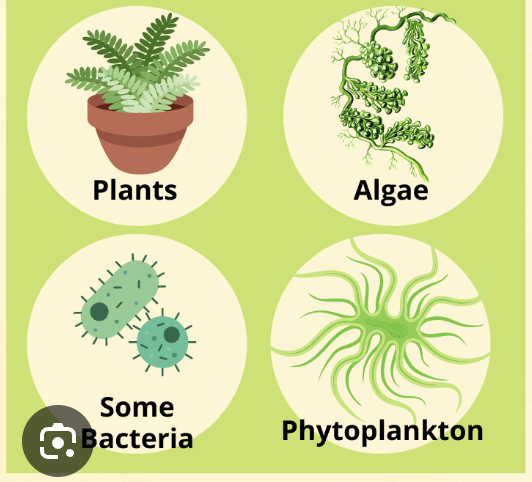<p><span>organisms that produce their own food from inorganic substances</span></p>