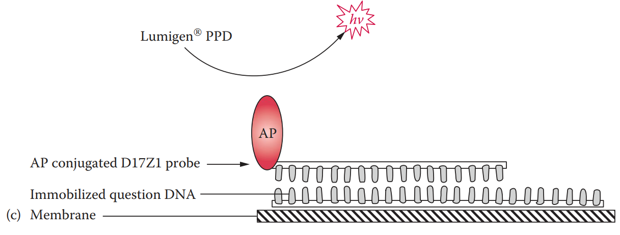 immobilized DNA is hybridized with an alkaline phosphatase (AP)-labeled D17Z1 probe.