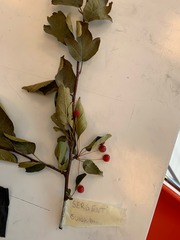 Malus sargentii