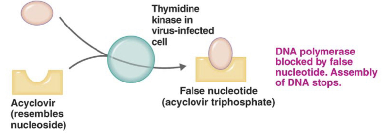 Acyclovir has no effect on a cell not infected by a virus, that is, with normal a thymidine kinase. In a virally infected cell, the thymidine kinase is altered & converts the acyclovir (which resembles the nucleoside deoxyguanosin) to false nucleotide, which blocks DNA synthesis by DNA polymerase