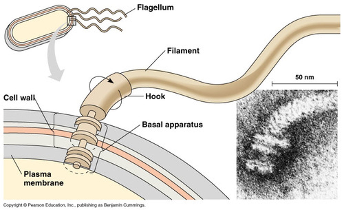 <p>Complex structure that anchors the flagellum to the cytoplasmic membrane</p><p>The motor of the flagellum (rotates at rates up to 300 Hz)</p>