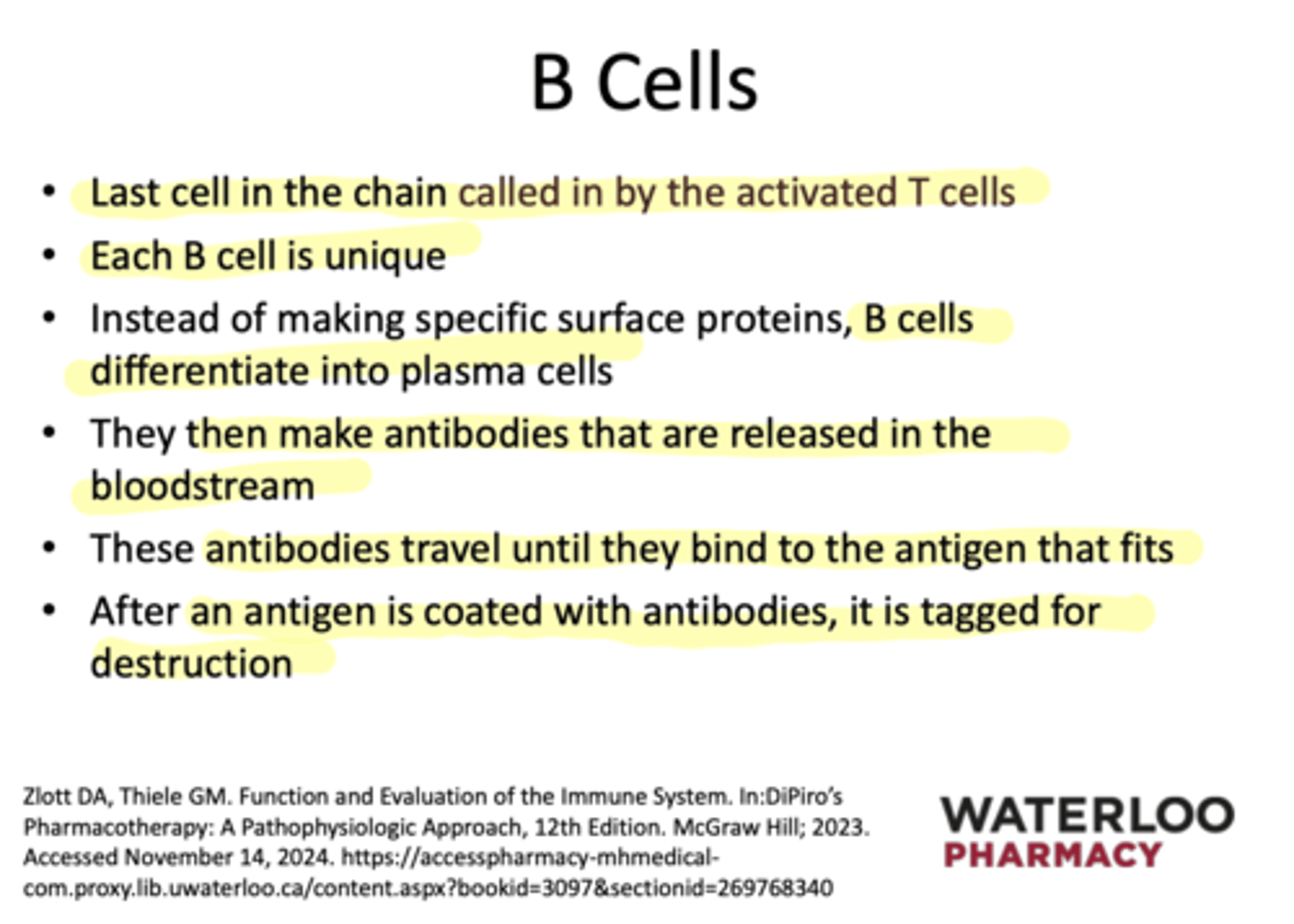 <p>F: They differentiate into plasma cells</p>