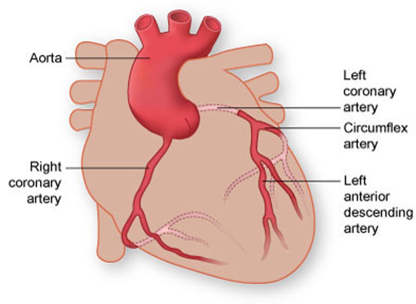 <p>blood vessels that branch from the aorta and carry oxygen-rich blood to the heart muscle</p>