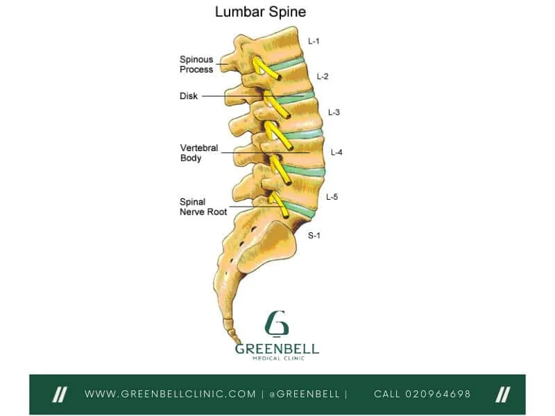 <p><span><strong><mark data-color="unset" style="background-color: unset; color: inherit;">the lower portion of the spinal column, located between the thoracic spine and the sacrum</mark></strong>. It consists of five vertebrae (L1-L5) that support the weight of the upper body and allow for movement in the lower back.&nbsp;</span></p>