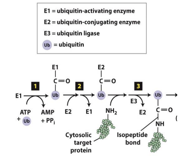 <ol><li><p>a <strong>carboxyl terminus is activated&nbsp;</strong></p></li><li><p>ubiquitin transferred to a <strong>ubiquitin conjugating subunit: E3 ubiquitin ligase</strong></p></li></ol><ul><li><p>there are 600 E3 coded in our genomes</p><ul><li><p>each w specific substrate binding</p></li></ul></li></ul><p></p>