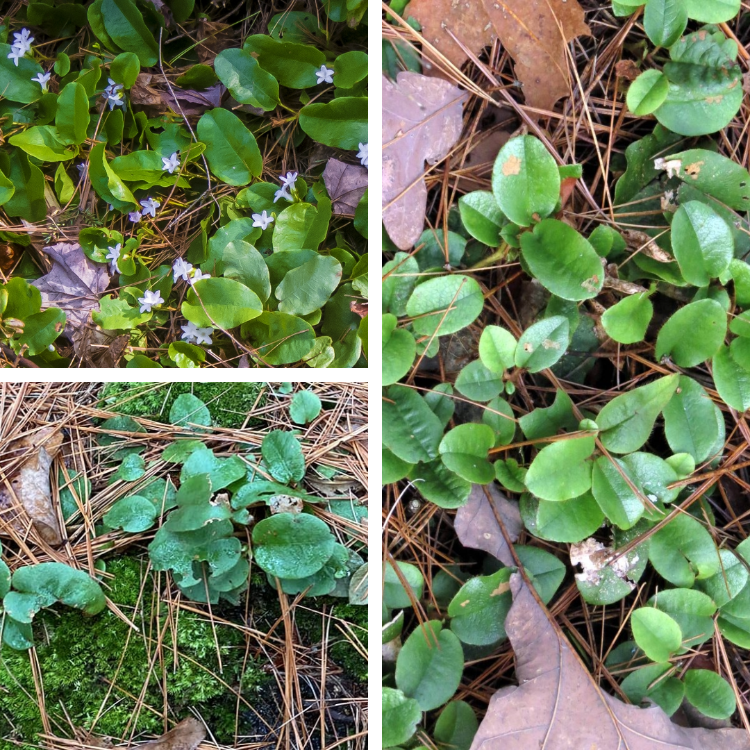 <p>Trailing arbutus</p><p>Rough, leathery oblong leaves , red roots</p>