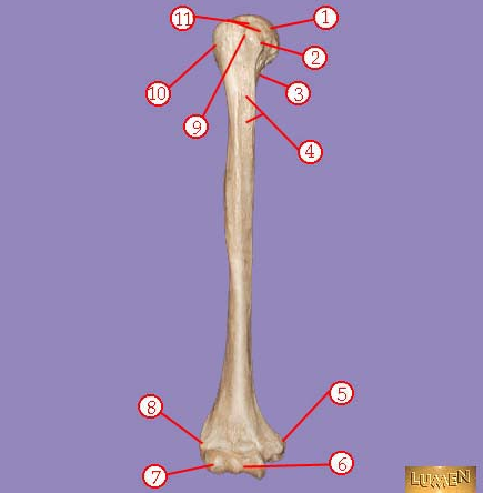 <p><span>Identify bone marking number 5.</span></p>