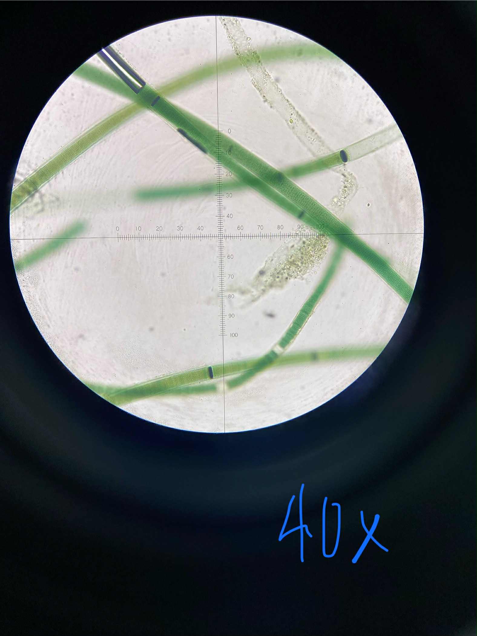<p>specimen</p><p>phylum</p><p>color</p><p>shape</p><p>cell arrangement</p><p>motility</p><p>characteristic</p>