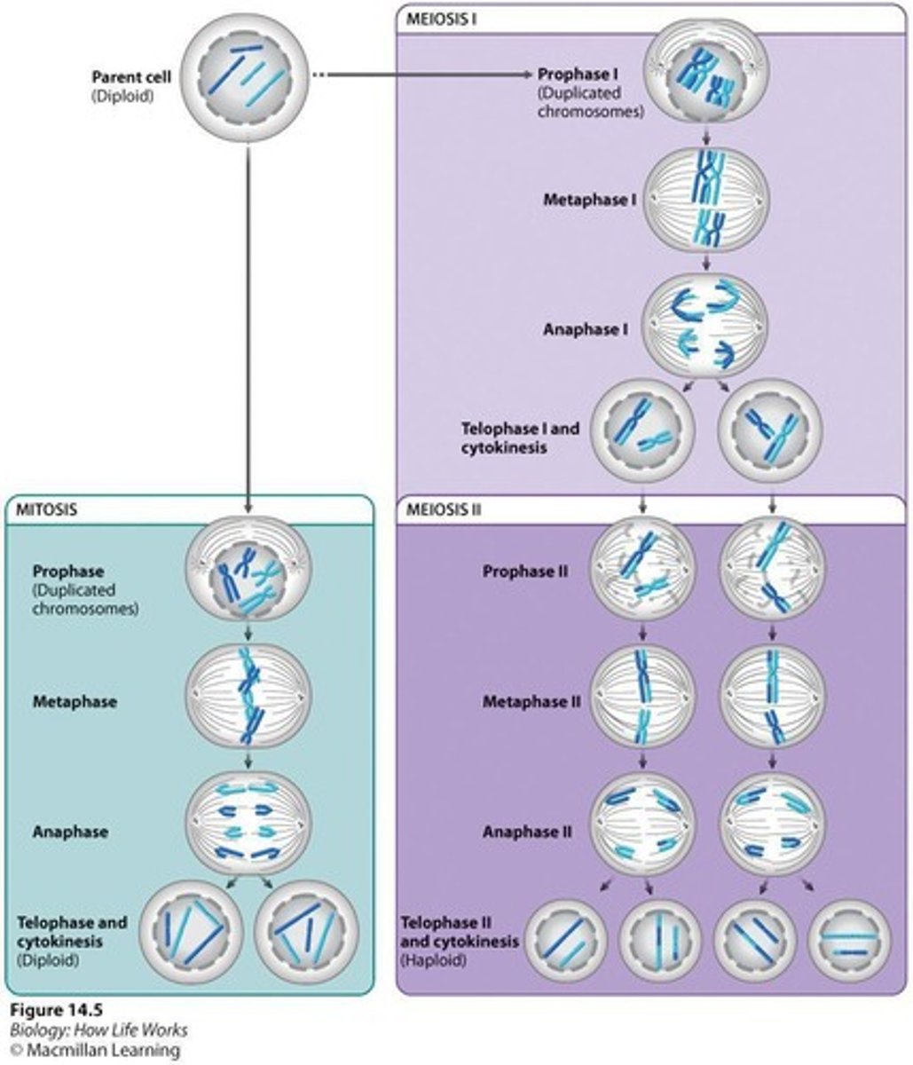 <p>Mitosis produces two identical diploid daughter cells, while meiosis produces four genetically unique haploid daughter cells.</p>
