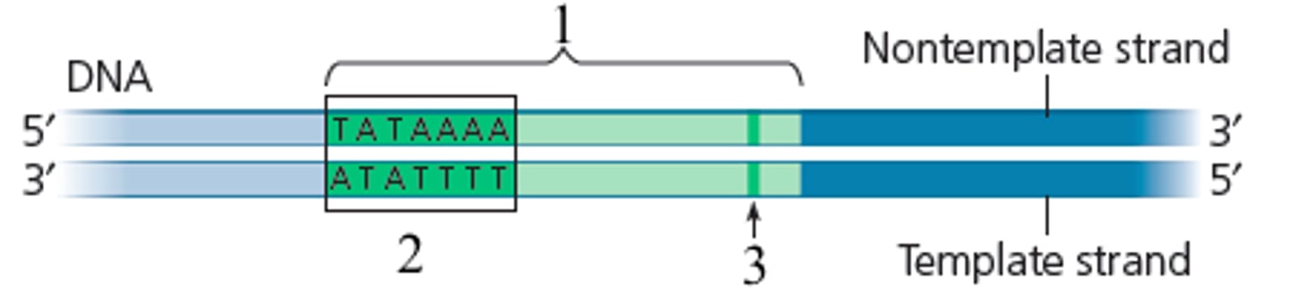 <p>part of a promoter sequence that binds a protein (transcription factor) that helps position RNA polymerase by marking a point just before beginning of a gene.</p>