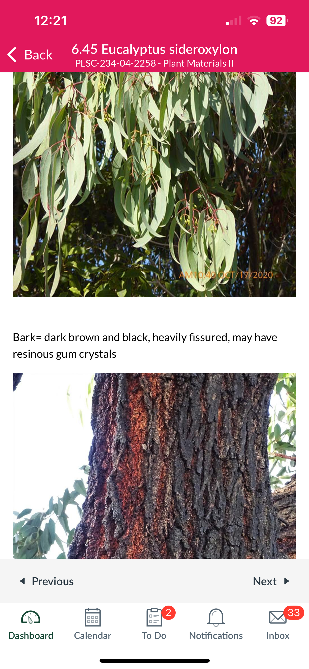 <p>Eucalyptus sideroxylon</p>