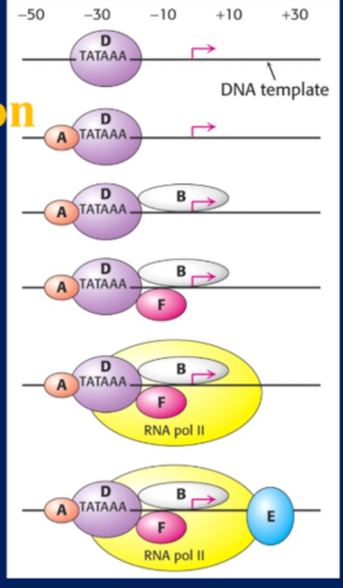 <p>1. TFIID binds to the TATA box </p><p>-TFIID is like the sigma factor of prokaryotic transcription</p><p>-TFIID=transcription factor, RNA polymerase II</p><p>-TFIID has 2 subunits including TBP which is part of sigma factor</p><p>-TBP is bound to a bunch of TAFs</p><p>-TBP binds to TATA box</p><p>-This attracts RNA polymerase II</p><p>2. Other transcription factors bind (TFII A, B, F, and E)</p><p>3. RNA polymerase II binds and it becomes a transcription complex and transcription begins</p>