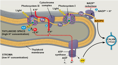 Light Reactions and Chemiosmosis: Movement in Thylakoid Space