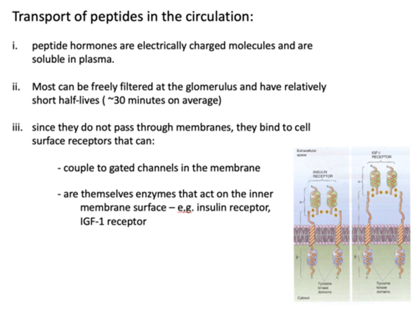 <p>Peptide hormones</p>