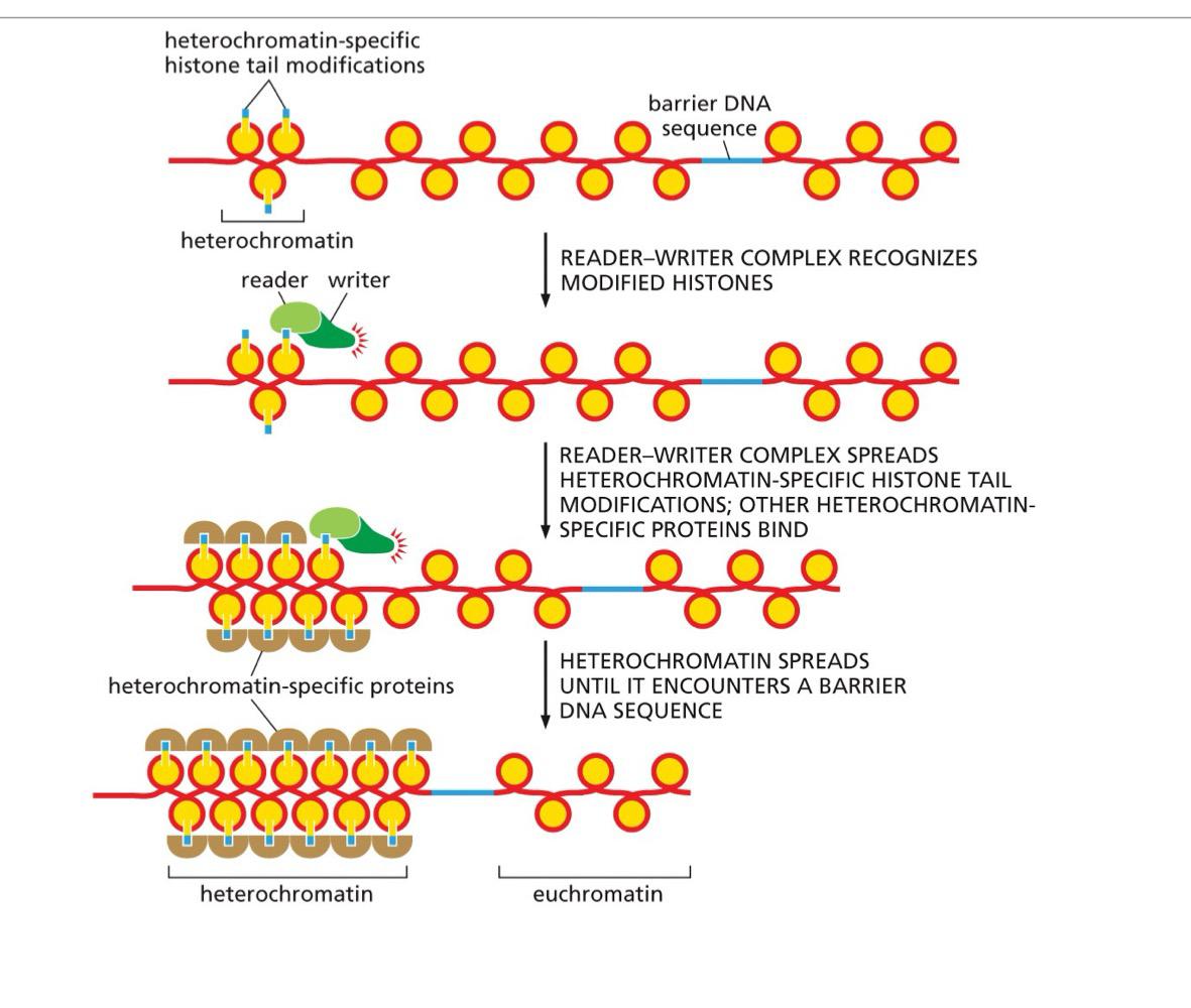 <p>Reader-Writer Complexes ______ Heterochromatin until it reaches a barrier sequence</p>