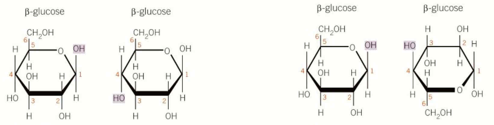 <p>b glucose unable to join like a glucose since OH groups are too far, so alternate b glucose molecule turn upside down, unable to form branches or coil</p>