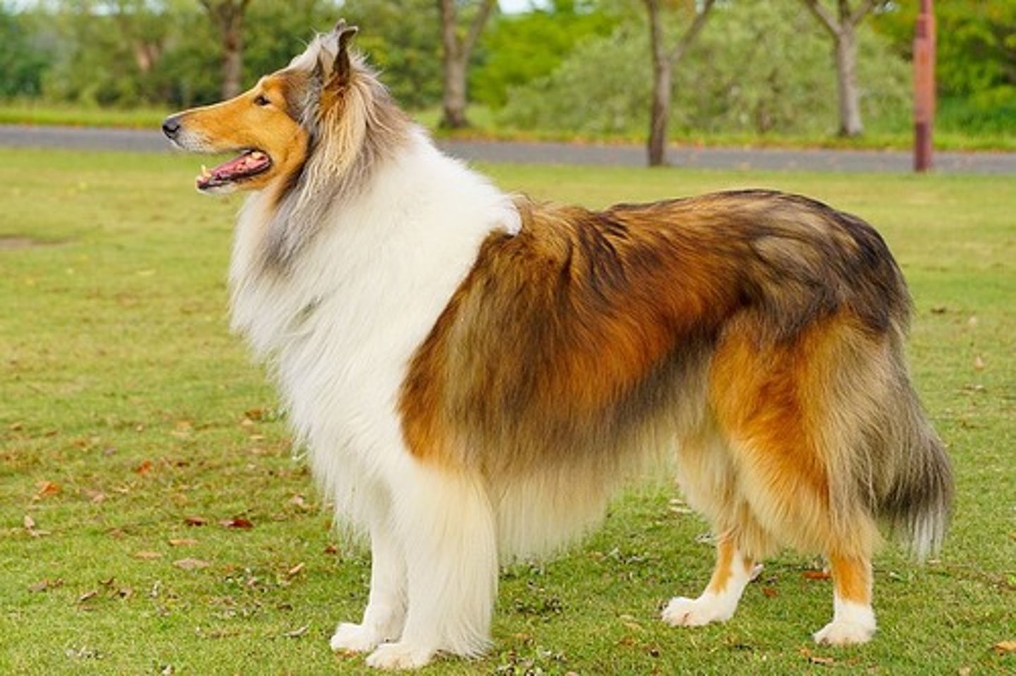 <p>What breed is this? What was it developed for? What are two visual characteristics?</p>