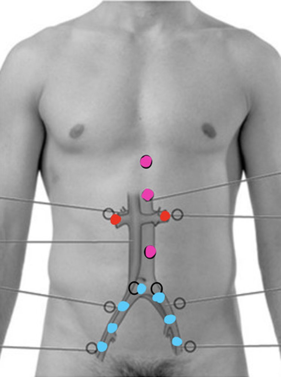 <p>— Epigastric region</p><p>— Aortic artery</p><p>— Renal arteries</p><p>— Iliac arteries</p><p>— Femoral arteries</p><p>Over the abdomen you should not really hear any vascular sounds at all</p>