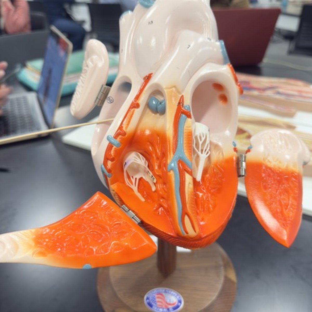 <p>Identify the chamber of the heart.</p>