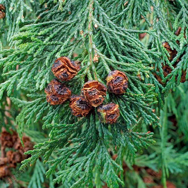 <p>droopy, cones are m&amp;m size, </p>