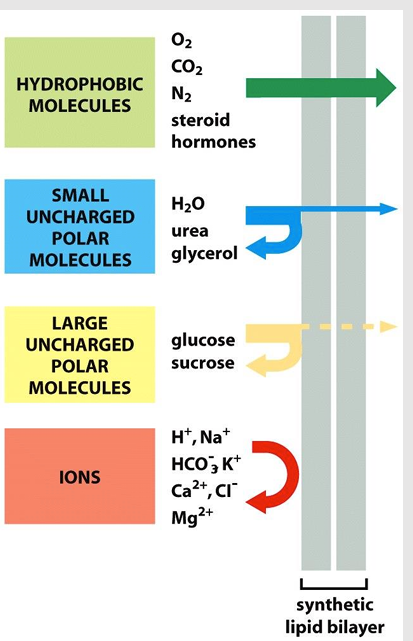 <ul><li><p>Any molecule will eventually diffuse across a protein-free lipid bilayer down a concentration gradient (might just take a while)</p><ul><li><p>The rate of diffusion depends on the size of the molecule and its hydrophobicity</p></li><li><p>Small nonpolar molecules (O2, CO2) diffuse rapidly</p></li><li><p>Small polar molecule (water, urea) diffuse slowly</p></li><li><p>Lipid bilayer is highly impermeable to charged ions</p></li></ul></li></ul><p></p>