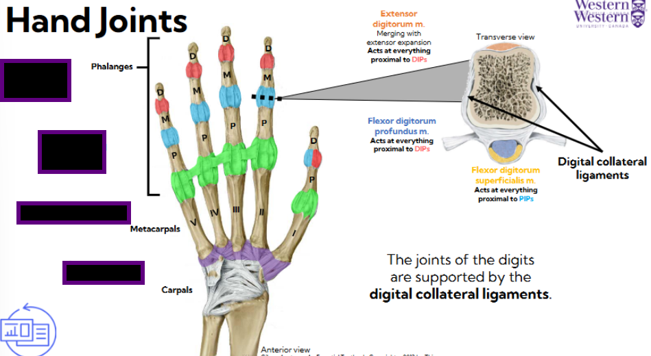 <p>Names the hand joints</p>