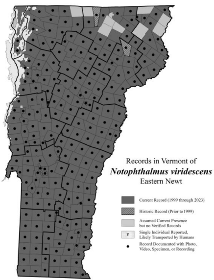 <p>Hardwood forests near permanent water, breed in beaver ponds, marshes, lakes, etc., common throughout VT except NE Kingdom (S5)</p>