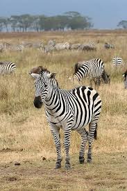 <p>zebra</p>