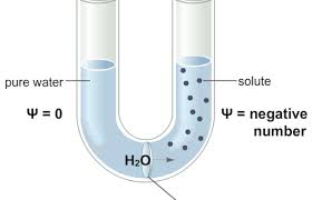 <p>Water Potential</p>