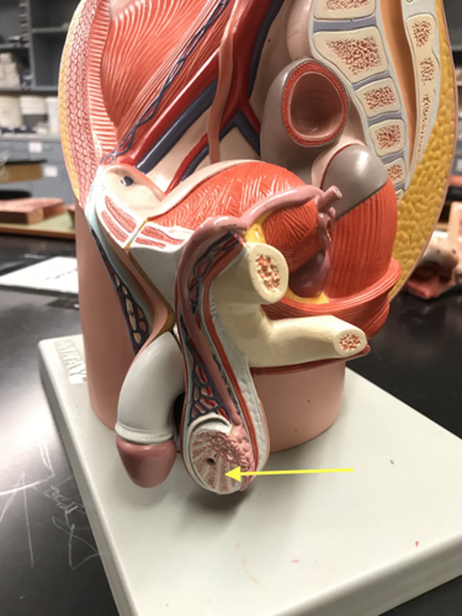<p>Name this structure</p><p>(inside of testes)</p>