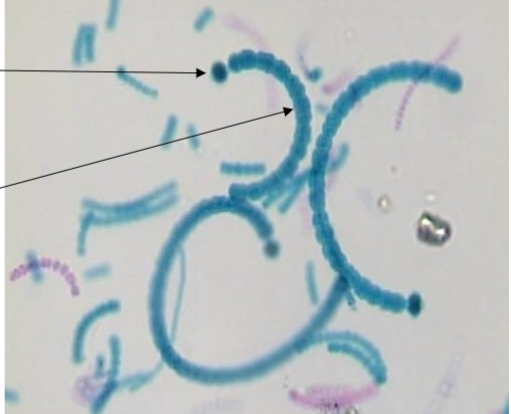 <p>Free-floating</p>