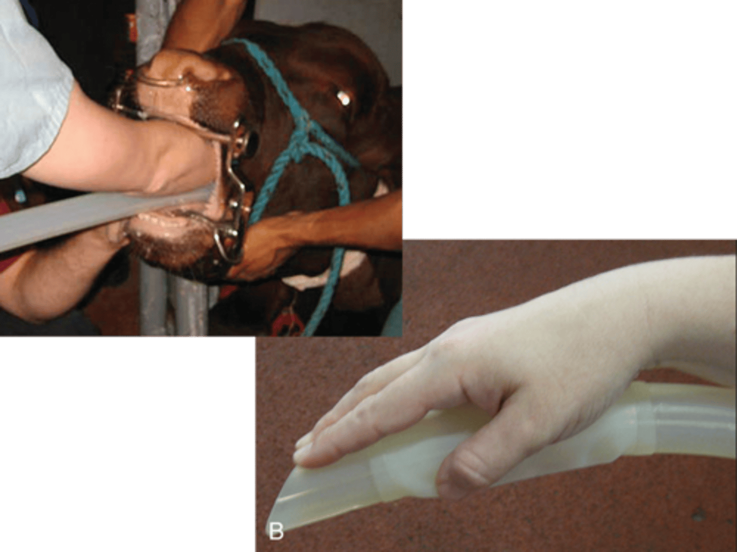 <p>tying it to the halter or around the muzzle</p>
