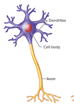 <p><strong>11.3: Cells of the Nervous System: Types of Neurons</strong></p><ul><li><p>One of three categories of neurons consisting of a neuron cell body, an axon, and two or more dendrites.</p></li><li><p><span>motor neurons of the PNS and most of the neurons within the CNS are this type</span></p></li></ul><p></p>