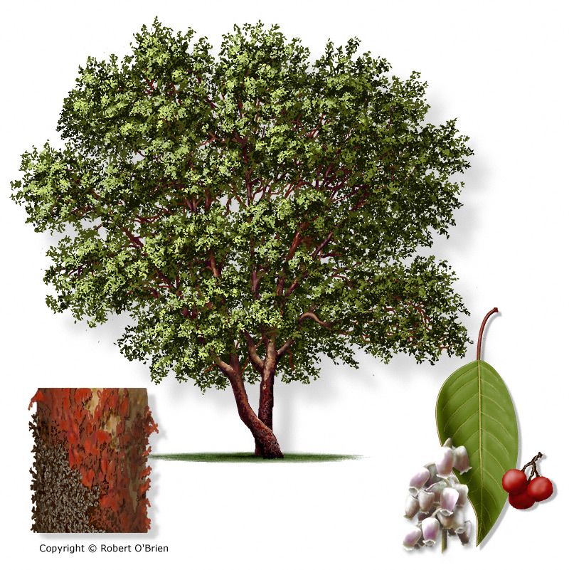 <p>Texas Madrone</p>