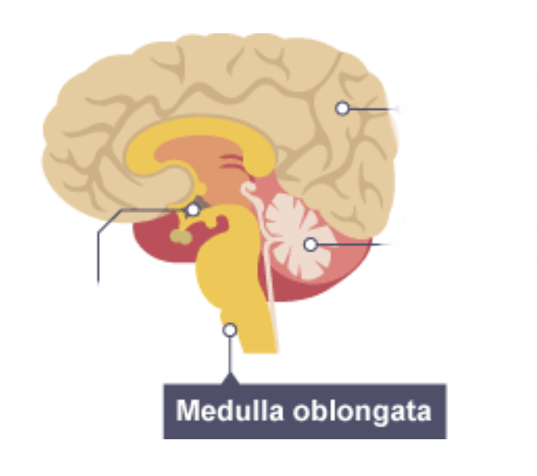 <p>Medulla</p>