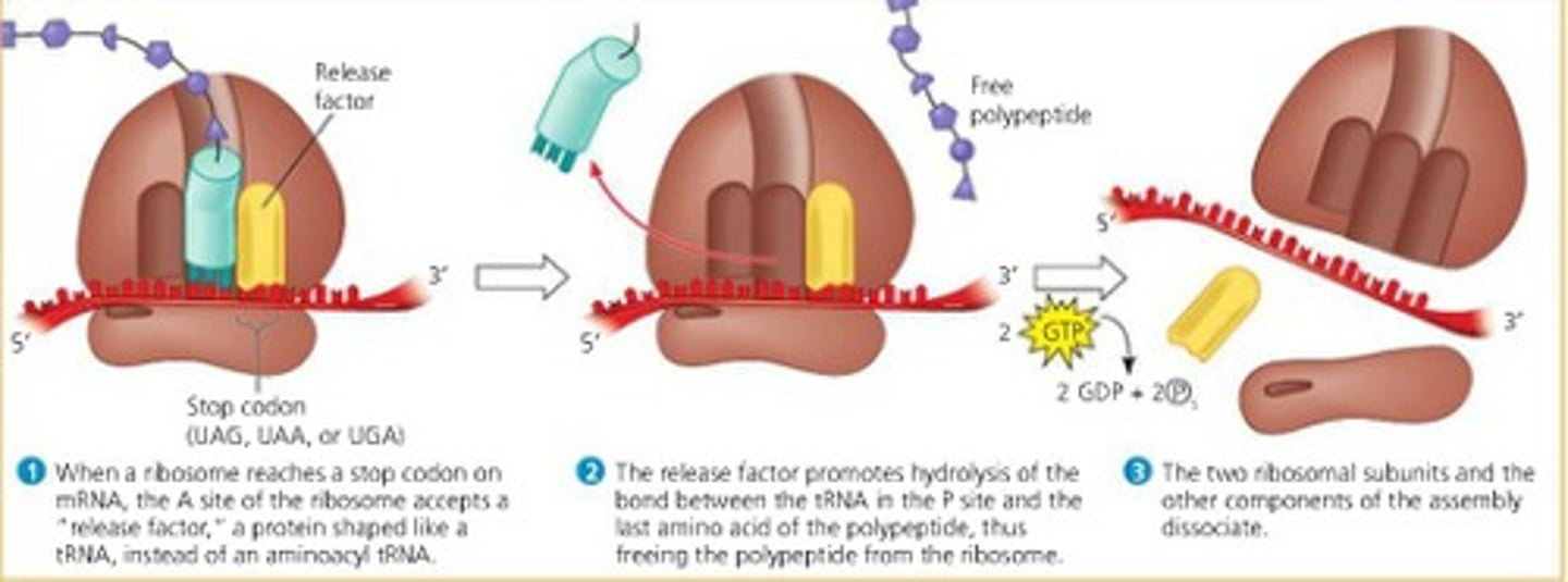 <p>- occurs when the codon in A-site is a stop codon<br>- release factor places a water molecule on the polypeptide chain and thus releases the protein</p>