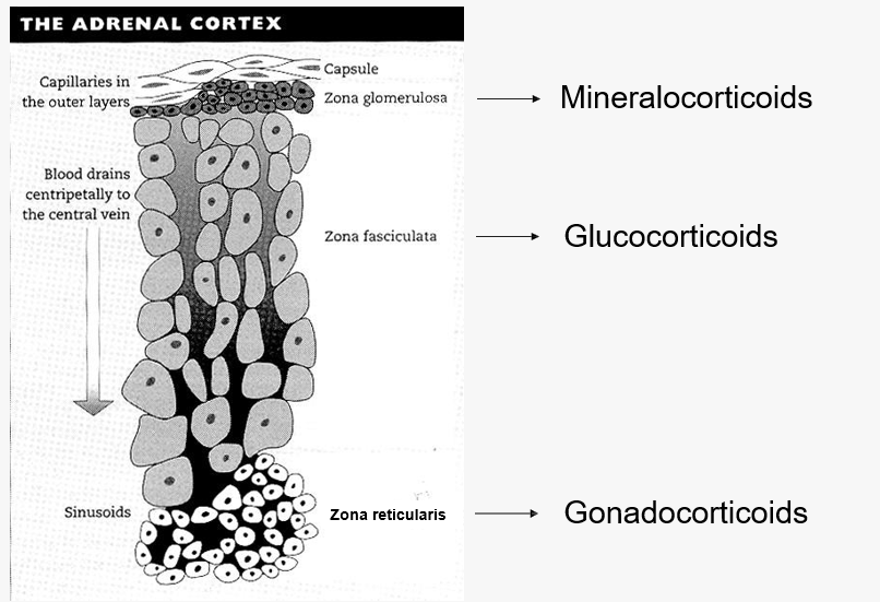 <p>Zona glomerulosa = mineralocorticoids </p><p>zona fasciculata = glucocorticoids </p><p>zona recticulans = gonadocorticoids</p>